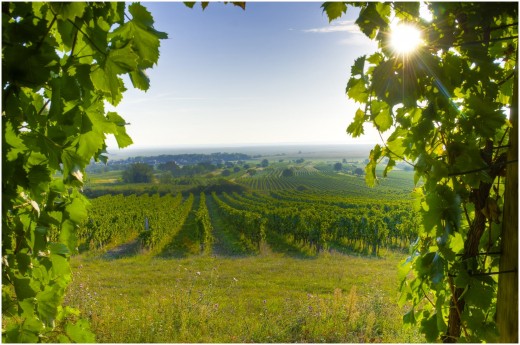 Gourmet Tour Burgenland