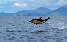 Dingle Sea Safari Rib Ride