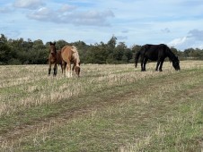 Esplora le bellissime colline del Lazio in Quad